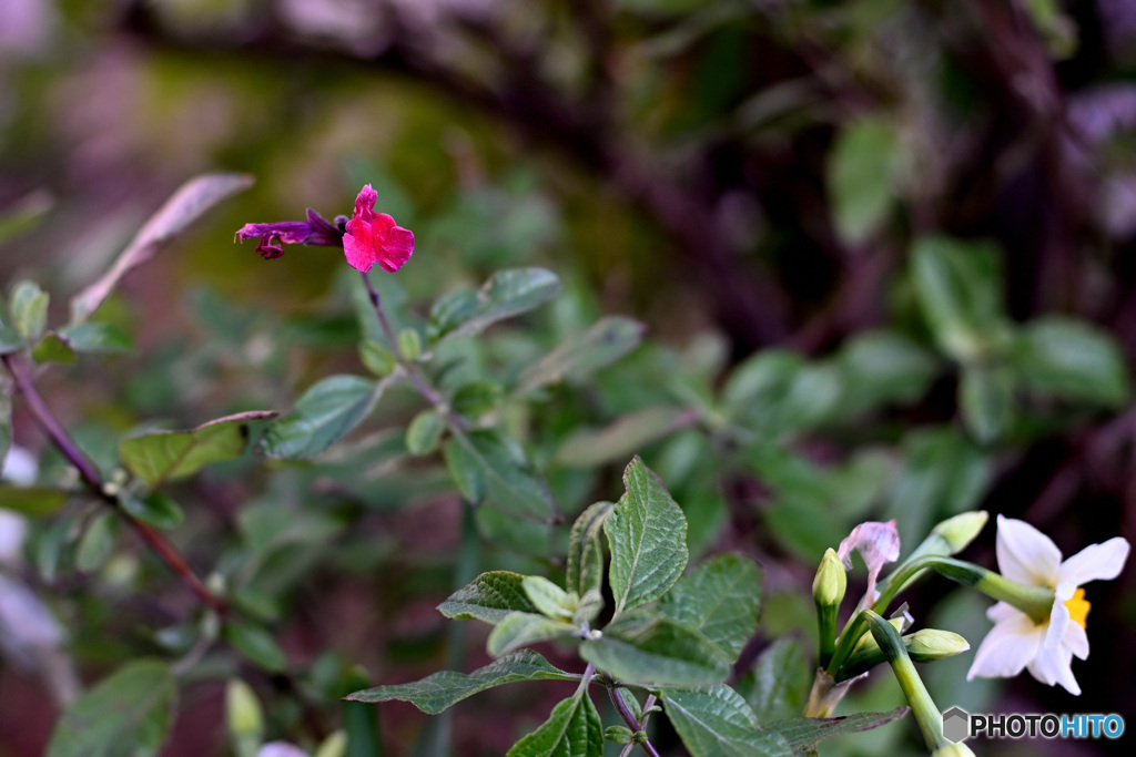 散歩コーススナップ