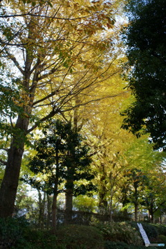 散歩コーススナップ