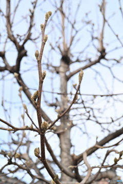 散歩コーススナップ