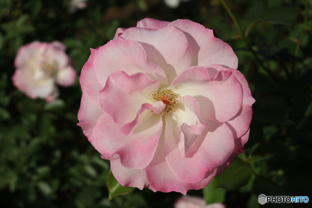 習志野市　谷津バラ園