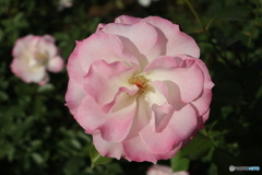 習志野市　谷津バラ園