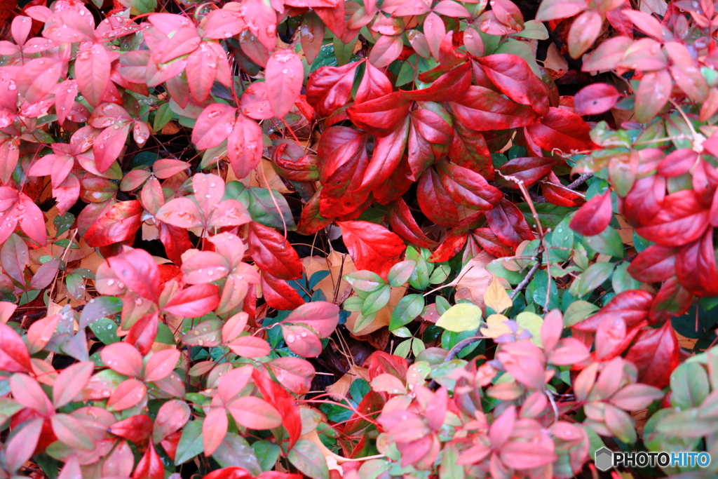 散歩コーススナップ