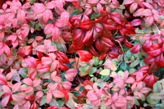 散歩コーススナップ