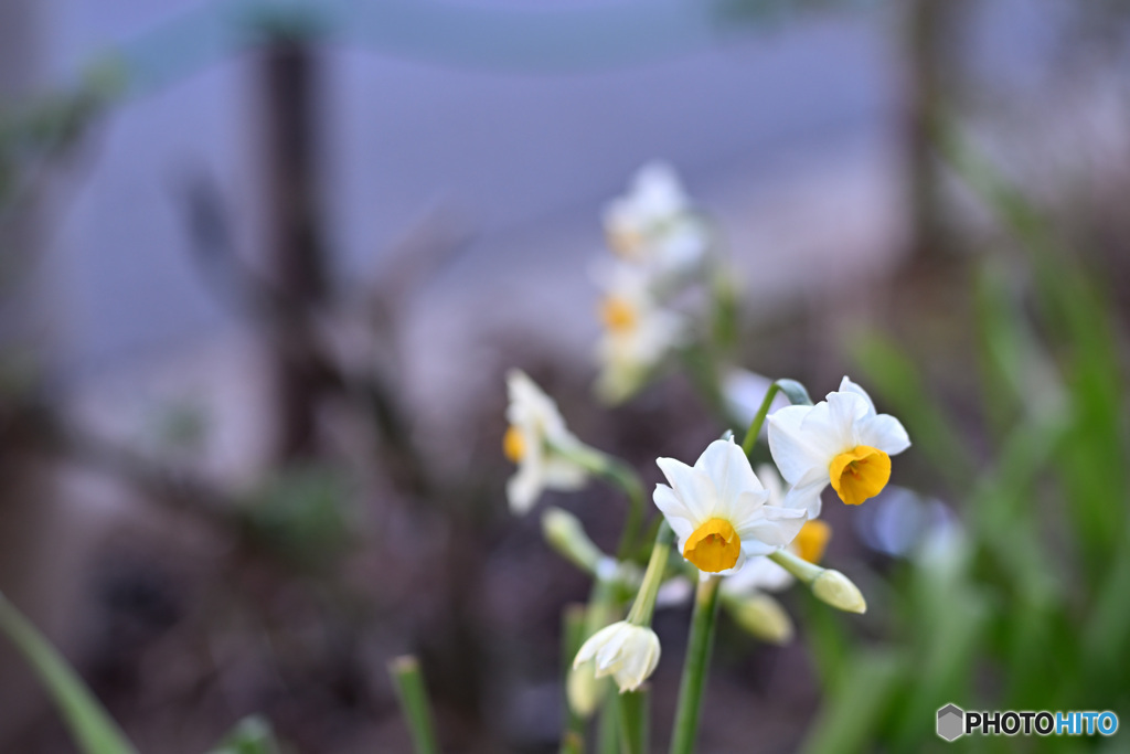 散歩コーススナップ