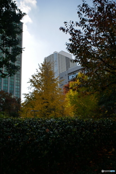 散歩コーススナップ