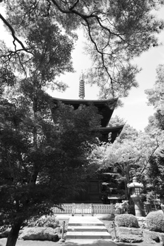 豪徳寺