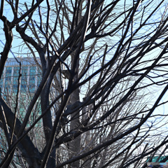 散歩コーススナップ