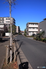 散歩コーススナップ