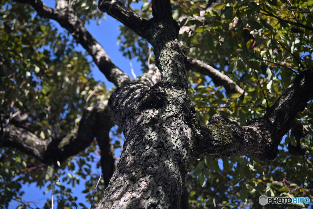 散歩コーススナップ