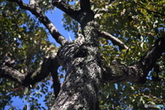 散歩コーススナップ