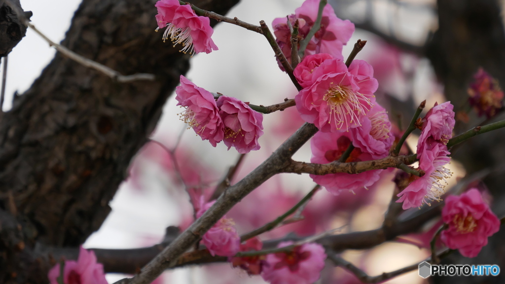 散歩コーススナップ