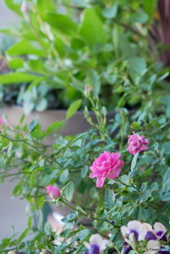 ベランダで咲くバラ