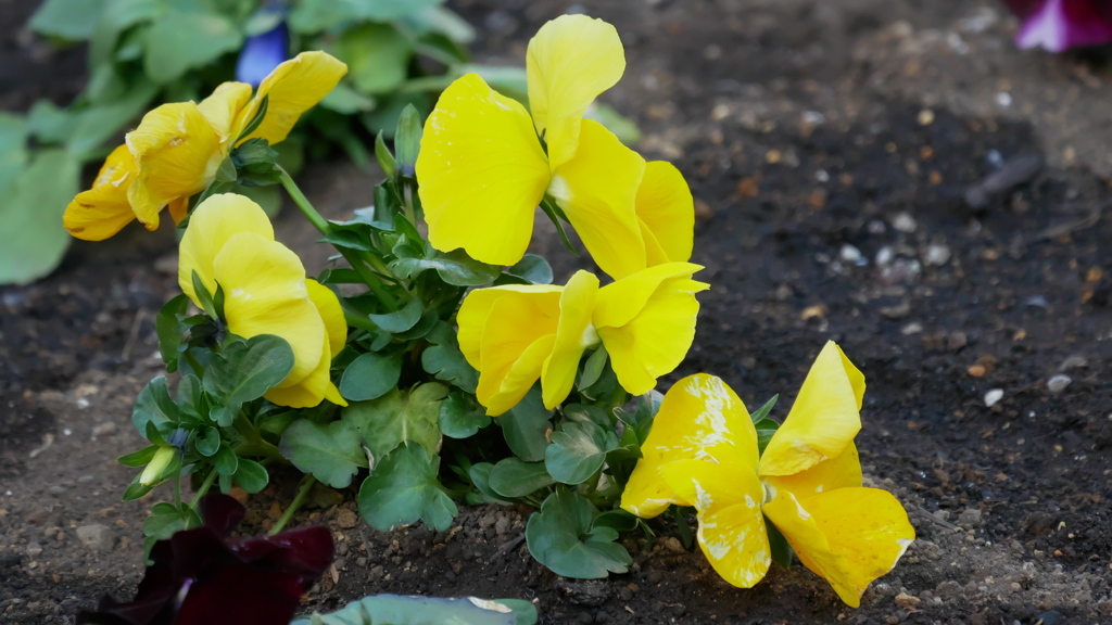 散歩コーススナップ