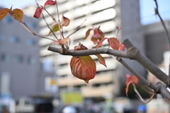 散歩コーススナップ