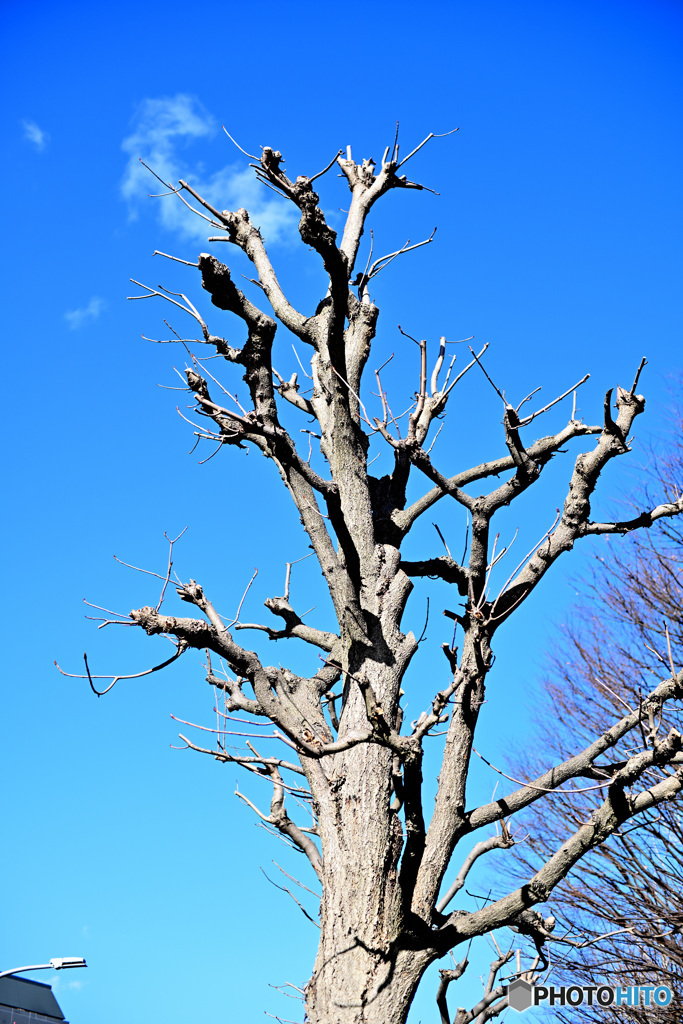 散歩コーススナップ