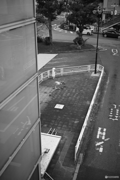 散歩コーススナップ