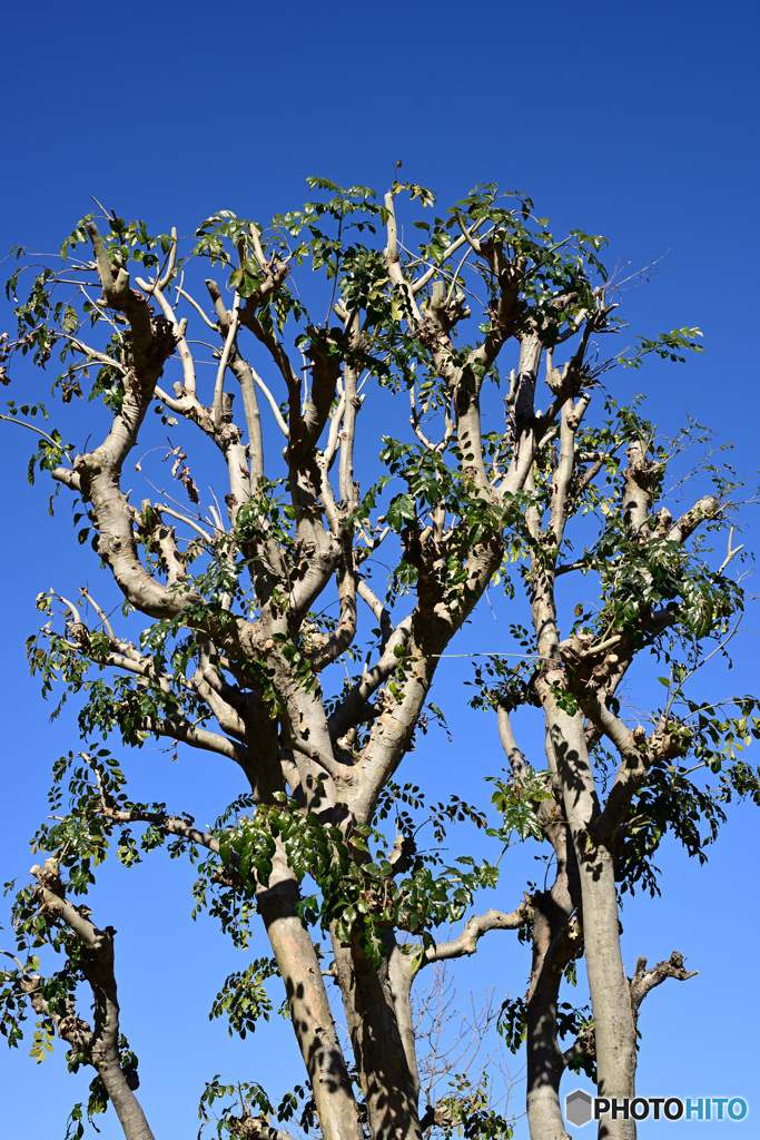 散歩コーススナップ