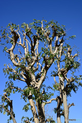 散歩コーススナップ