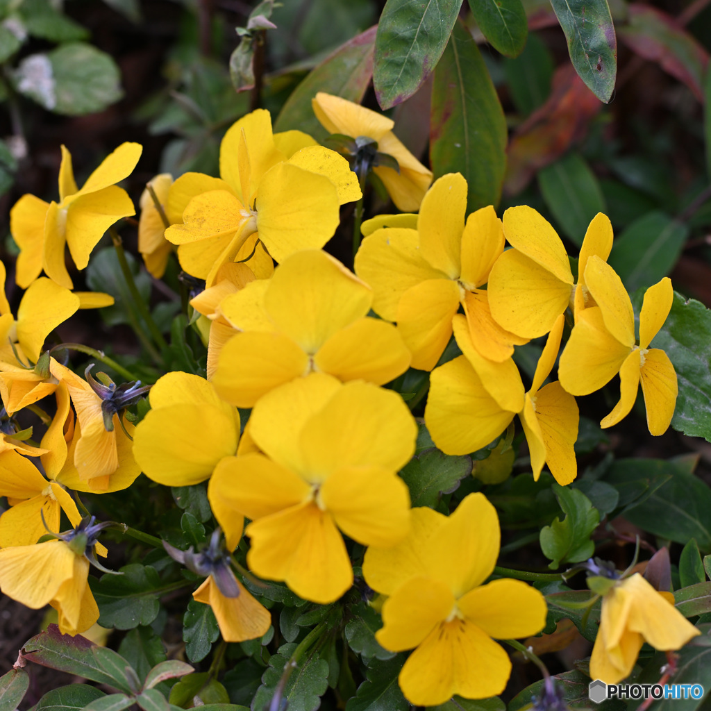 散歩コーススナップ