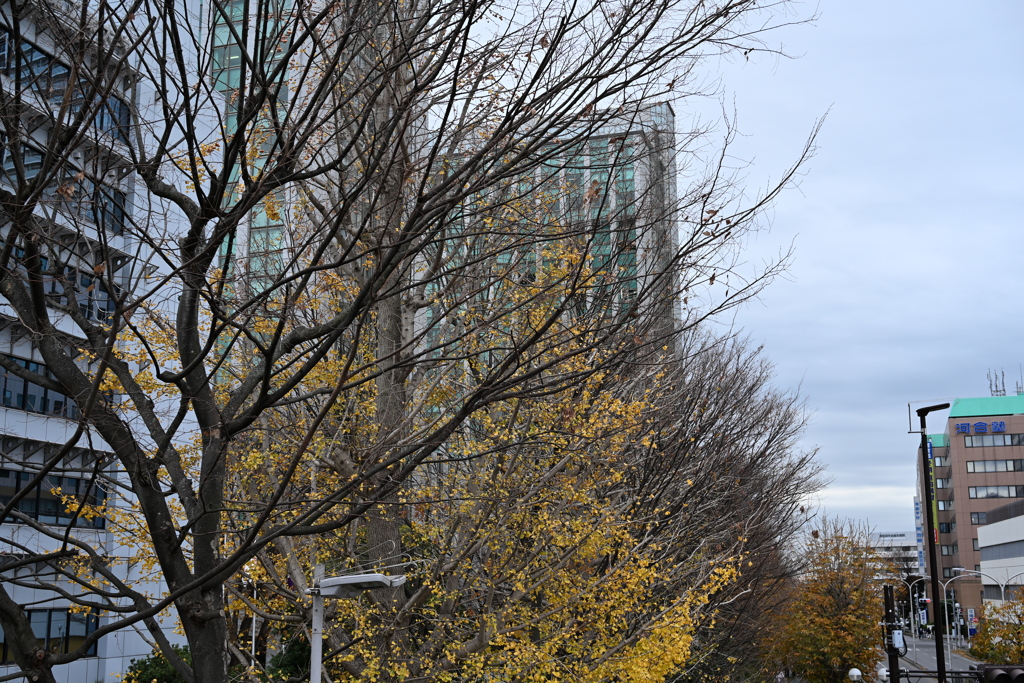 散歩コーススナップ