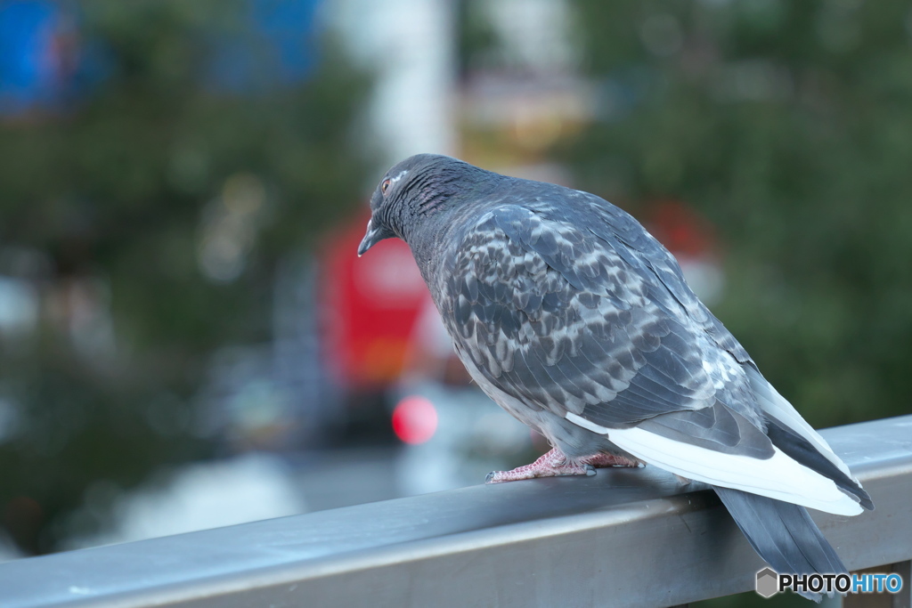 散歩コーススナップ