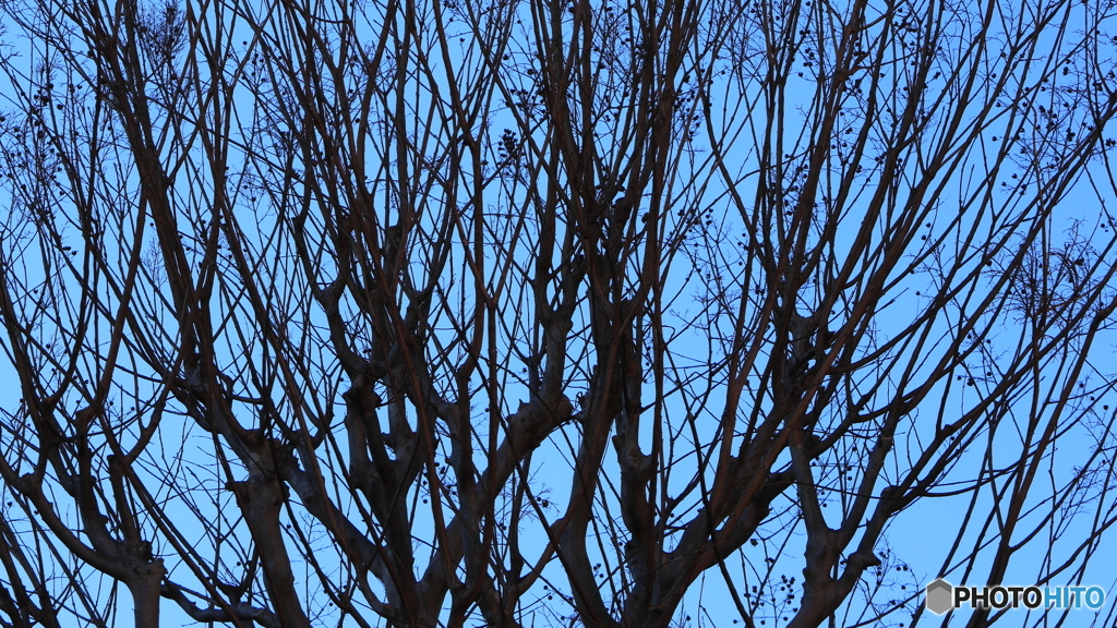 散歩コーススナップ