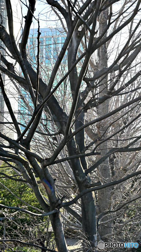 散歩コーススナップ