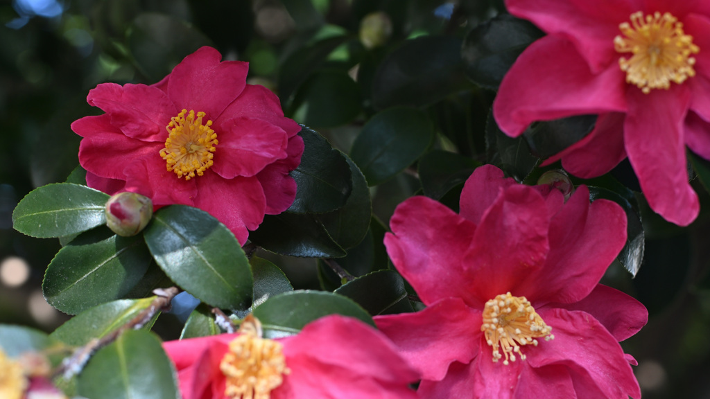 散歩コーススナップ