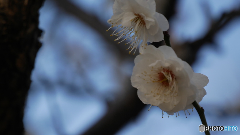 散歩コーススナップ