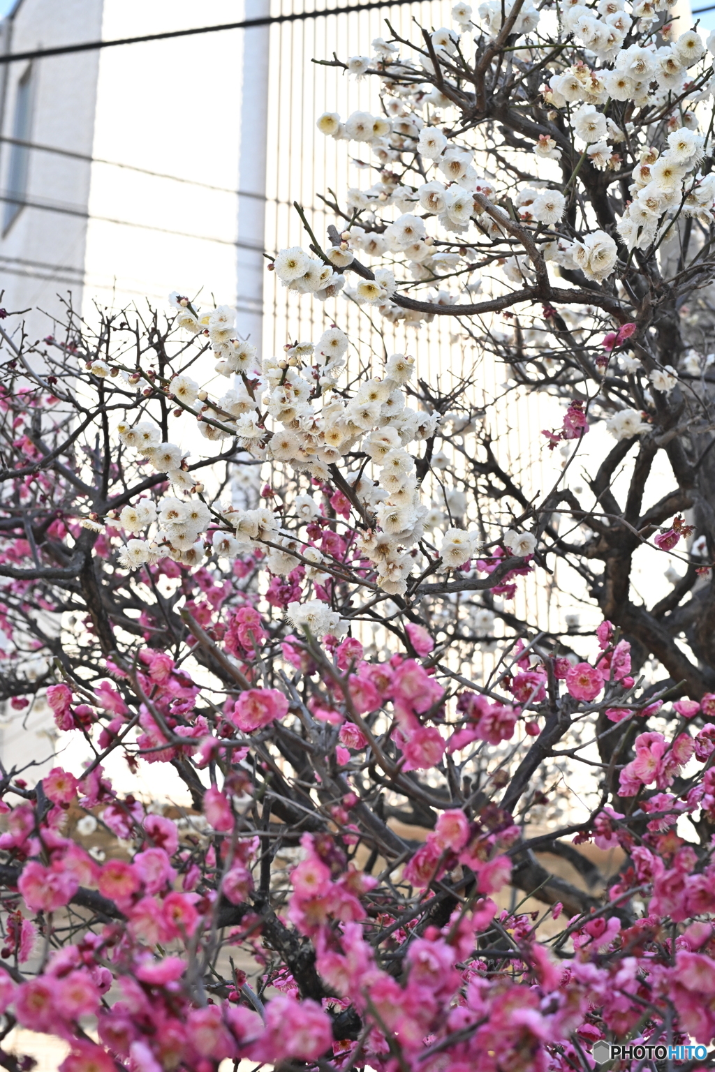 散歩コーススナップ