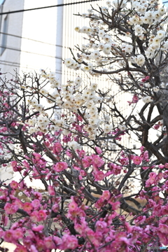 散歩コーススナップ