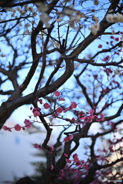 散歩コーススナップ