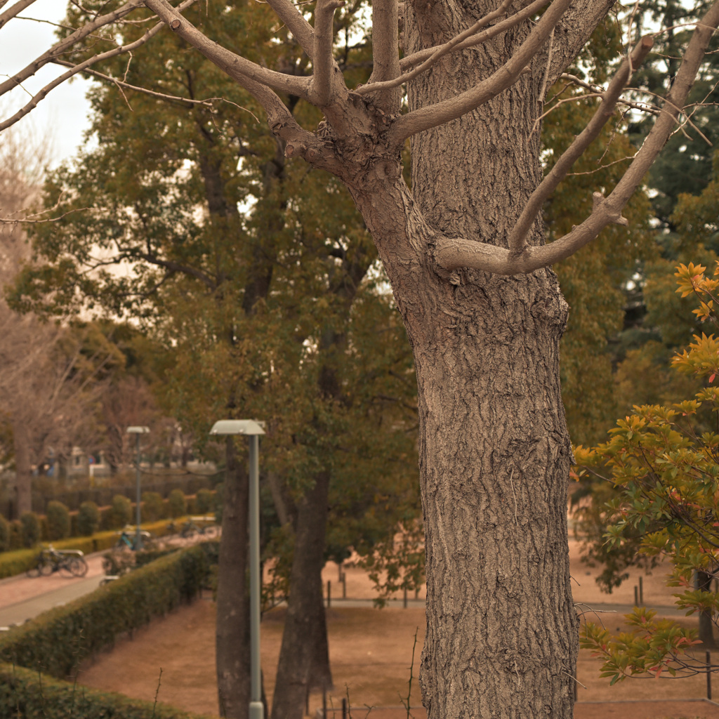 散歩コーススナップ