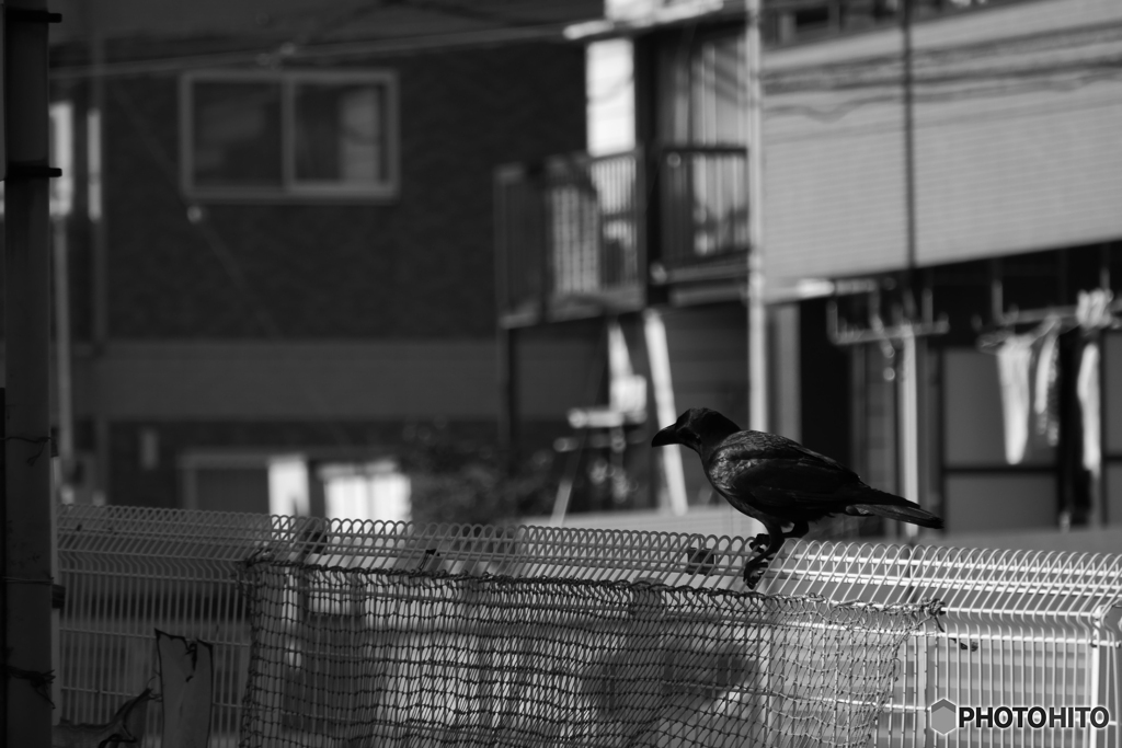 散歩コーススナップ