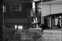 散歩コーススナップ