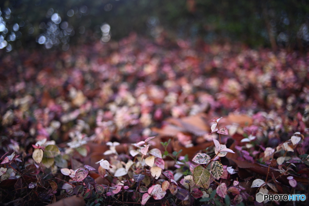 散歩コーススナップ