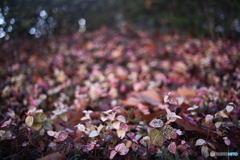 散歩コーススナップ