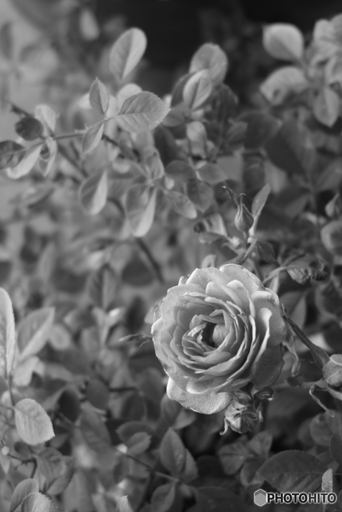 ベランダで咲くバラ