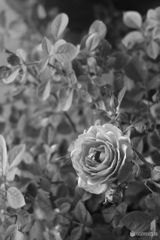 ベランダで咲くバラ