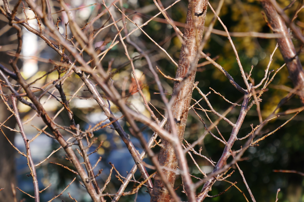 散歩コーススナップ