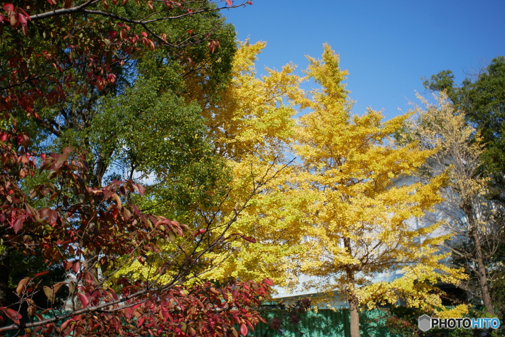 散歩コーススナップ