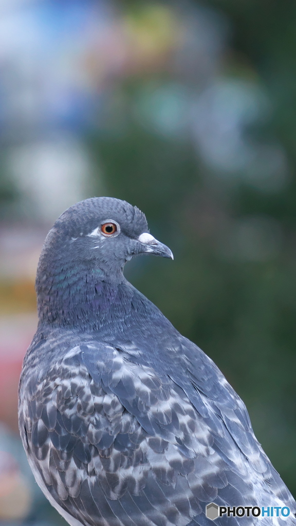 散歩コーススナップ