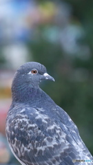 散歩コーススナップ