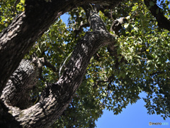 散歩コーススナップ