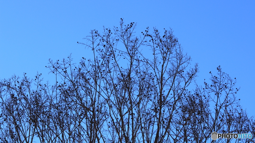 散歩コーススナップ