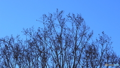 散歩コーススナップ