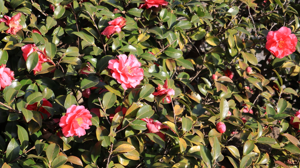 散歩コーススナップ