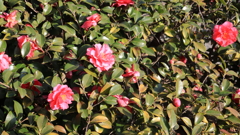 散歩コーススナップ