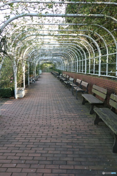 習志野市　谷津バラ園