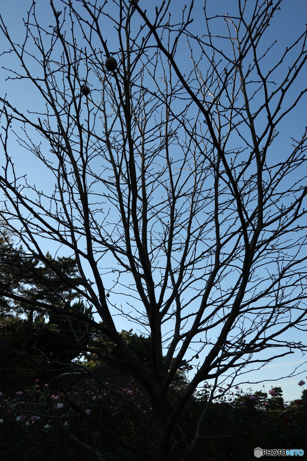 習志野市　谷津バラ園